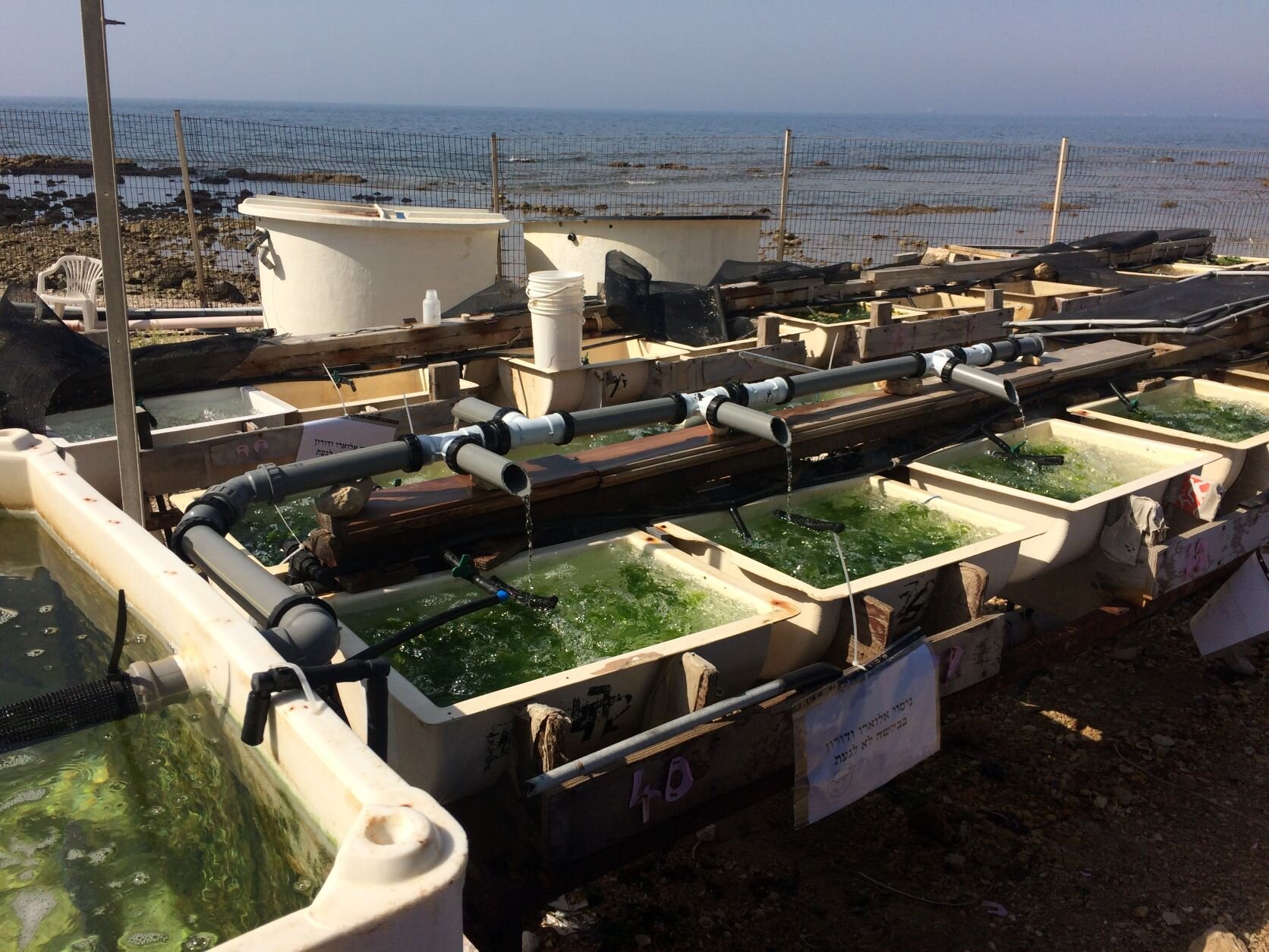 Green macroalgae Ulva: Future superfood?